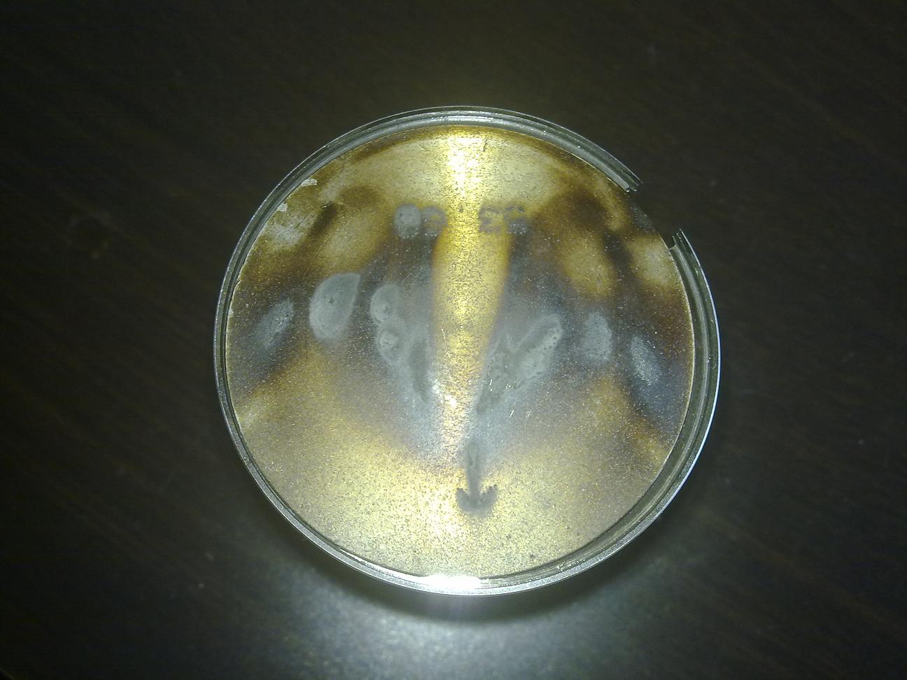 21072010311.jpg